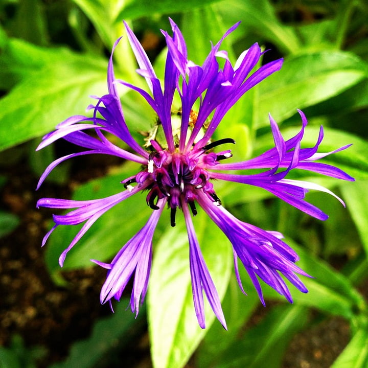Spider Spider Flower Purple Flower Purple Flower12 Inch