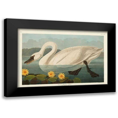 Audubon, John James 14x11 Black Modern Framed Museum Art Print Titled - Pl 411 Common American Swan