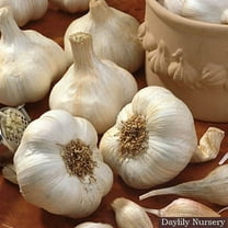 Daylily Nursery California Softneck Garlic Plant Bulbs (6 Count)