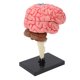 thumbnail image 5 of Modelo del Cerebro, Alta Simulación Pinturida Colorida Modelo Anatólico del Cerebro Material Humano Seguro para el Aprendizaje, 5 of 7