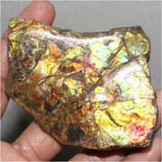 Khushi Gems Natural Ammonite Multicolor Ammolite Loose Gemstones, 517.35Cts