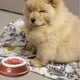 thumbnail image 5 of Almohadilla para mascotas de silicona, cuenco para mascotas, almohadilla para perros, almohadilla desmontable, adecuada para perros y gatos, para comida rápida., 5 of 6