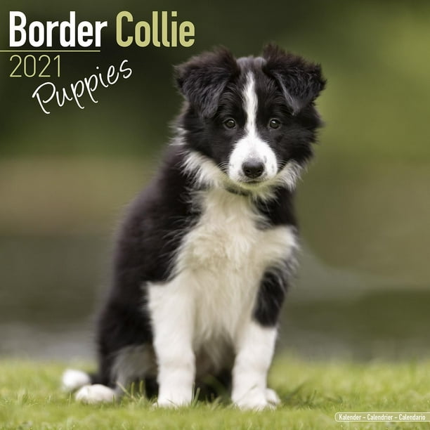 Border Collie Puppies Calendar 21 Border Collie Puppies Dog Breed Calendar Border Collie Puppiess Premium Wall Calendar 21 Walmart Com Walmart Com