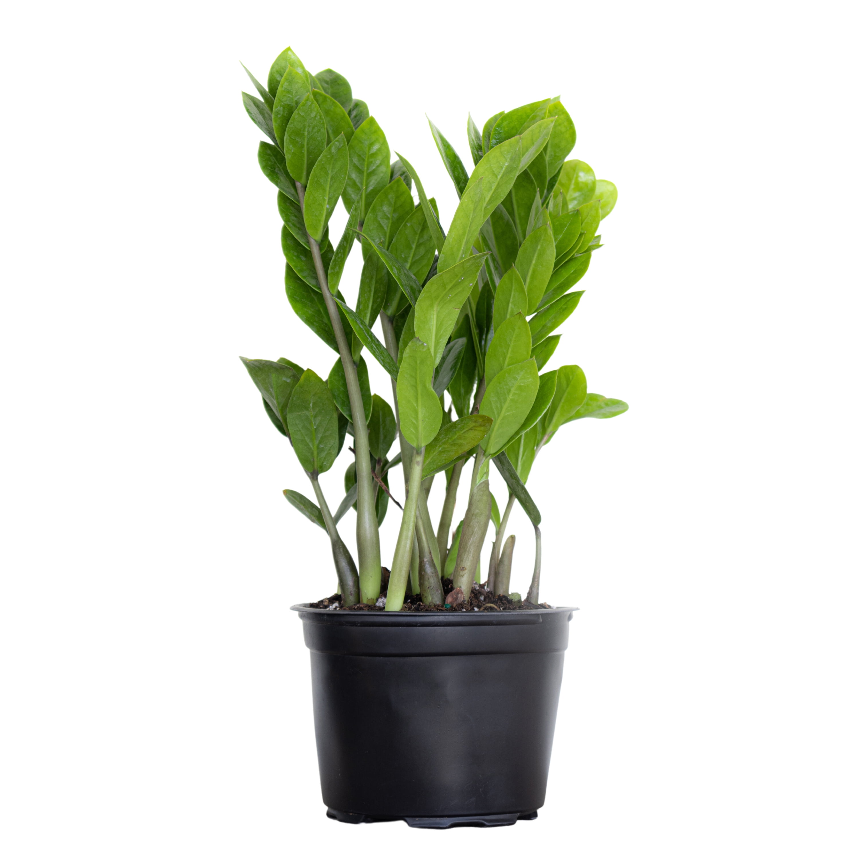 United Nursery Live ZZ Plant 12-16 inches Tall in 6-inch Grower Pot Indoor Low Light