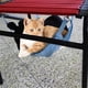 thumbnail image 5 of Hamaca de malla para gatos, hamaca transpirable de dos lados para invierno y verano, cama colgante para gatos de primera línea Jadeshay A, 5 of 8