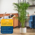 Cat Palm, Live Indoor Houseplant in Garden Plant Pot, Floor House Plant