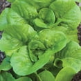 thumbnail image 3 of Burpee Burpee Bibb Lettuce Seeds - Non-GMO, Heirloom Vegetable Gardening Seeds, 21g, 1-Pack, 3 of 6