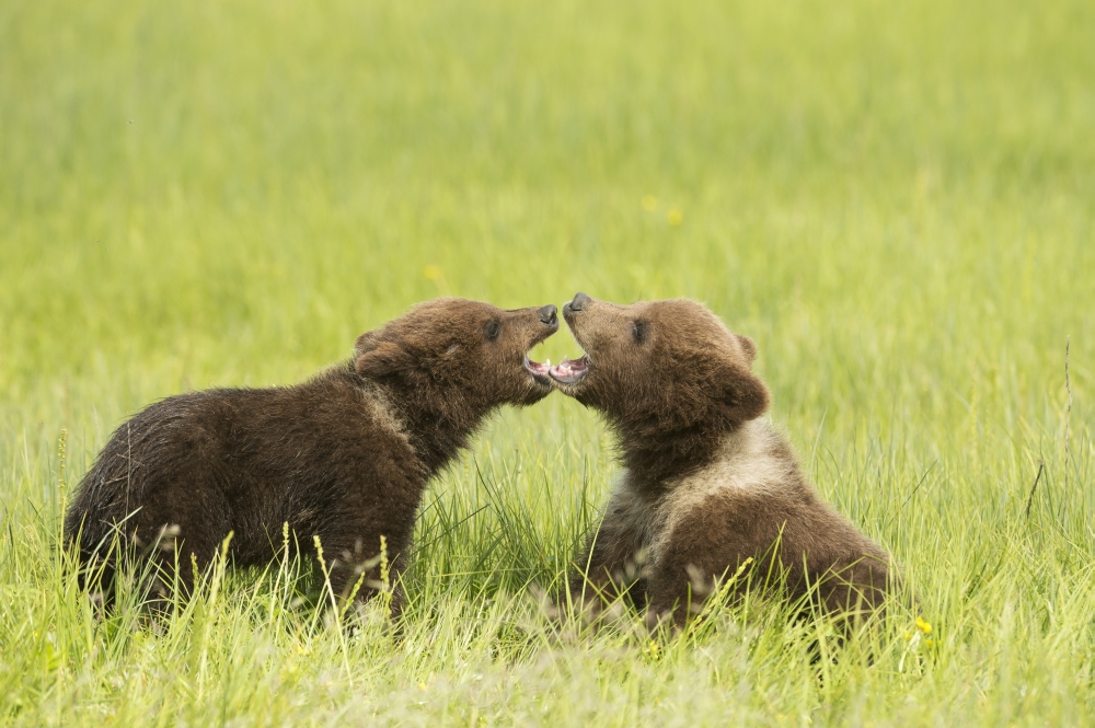 Grizzly Bear (ursus