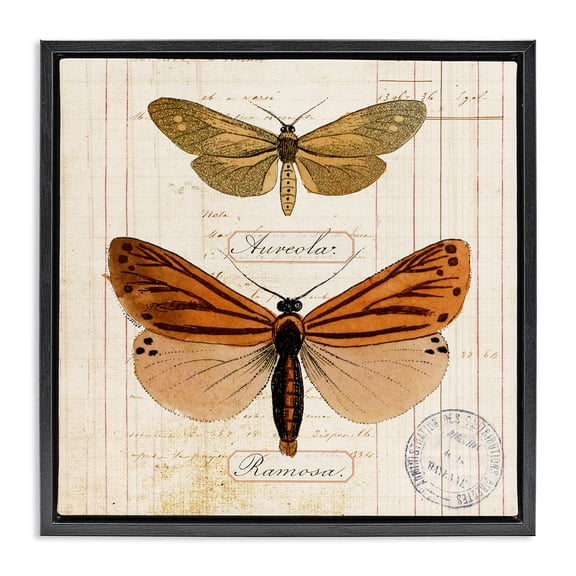 Stupell Industries Butterfly Latin Studies Insects Painting Black Floater Framed Canvas Art Print Wall Art, 18 x 18