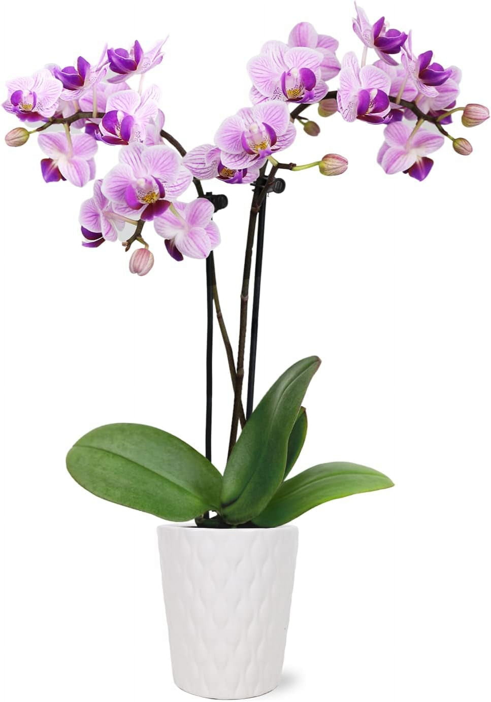 Just Add Ice 6-10" Pink Mini Orchid Live Plant in 2.5" White Ceramic Pot, House Plant