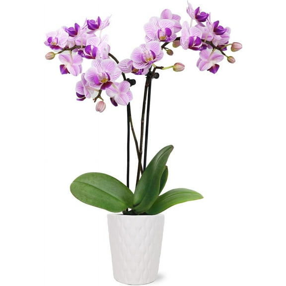 Just Add Ice 6-10" Pink Mini Orchid Live Plant in 2.5" White Ceramic Pot, House Plant