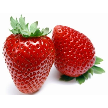 Eversweet Everbearing Strawberry 25 Bare Root Plants - Super Sweet