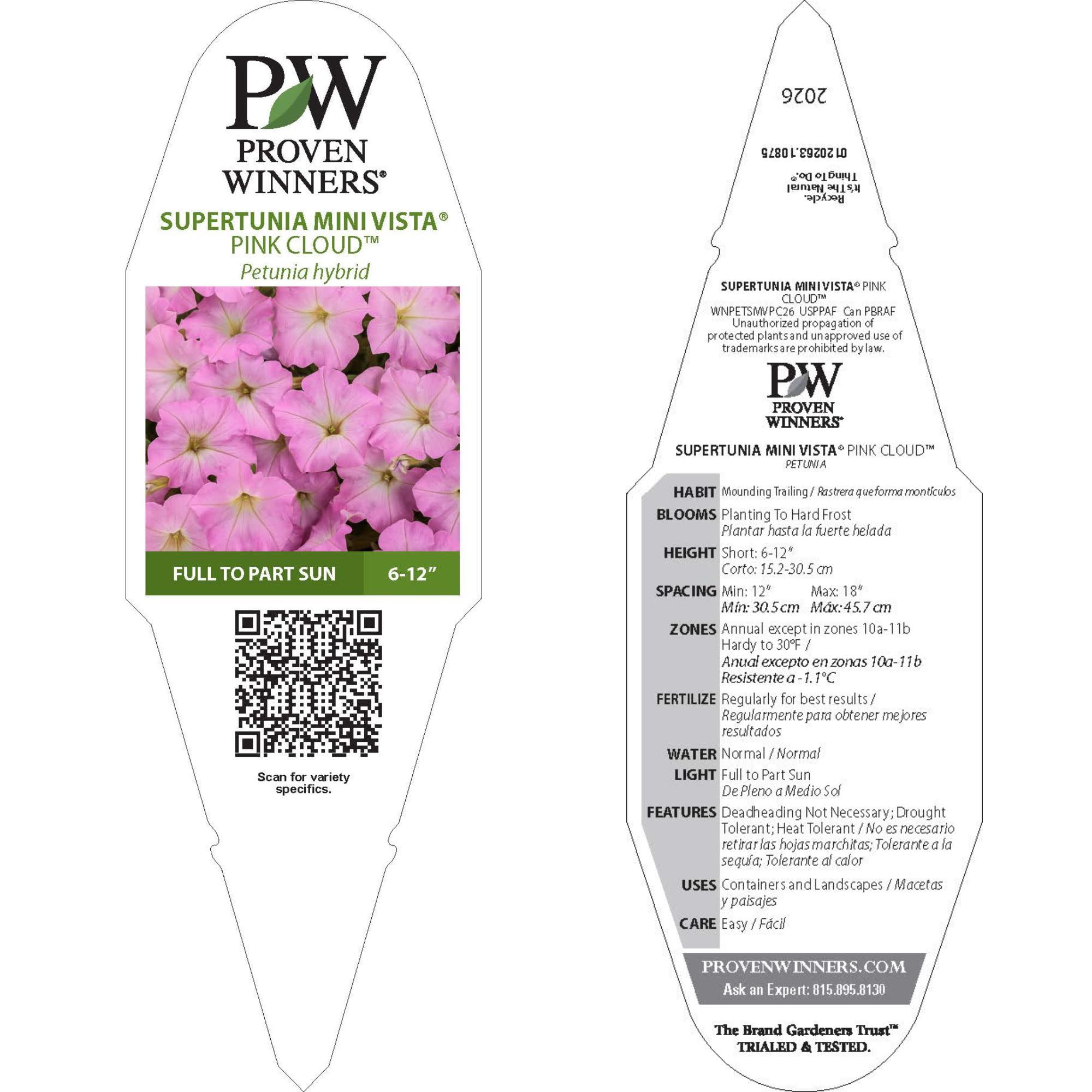 Proven Winners 4" Supertunia Mini Vista Pink Cloud Supertunia Live Plant in 4.25" Pot (4 Count)