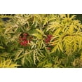 thumbnail image 4 of RedCrocus Lemony Lace Elderberry Sambucus racemosa Variegated Foliage Bush for Garden Borders & Containers  3 Gallon, 4 of 17