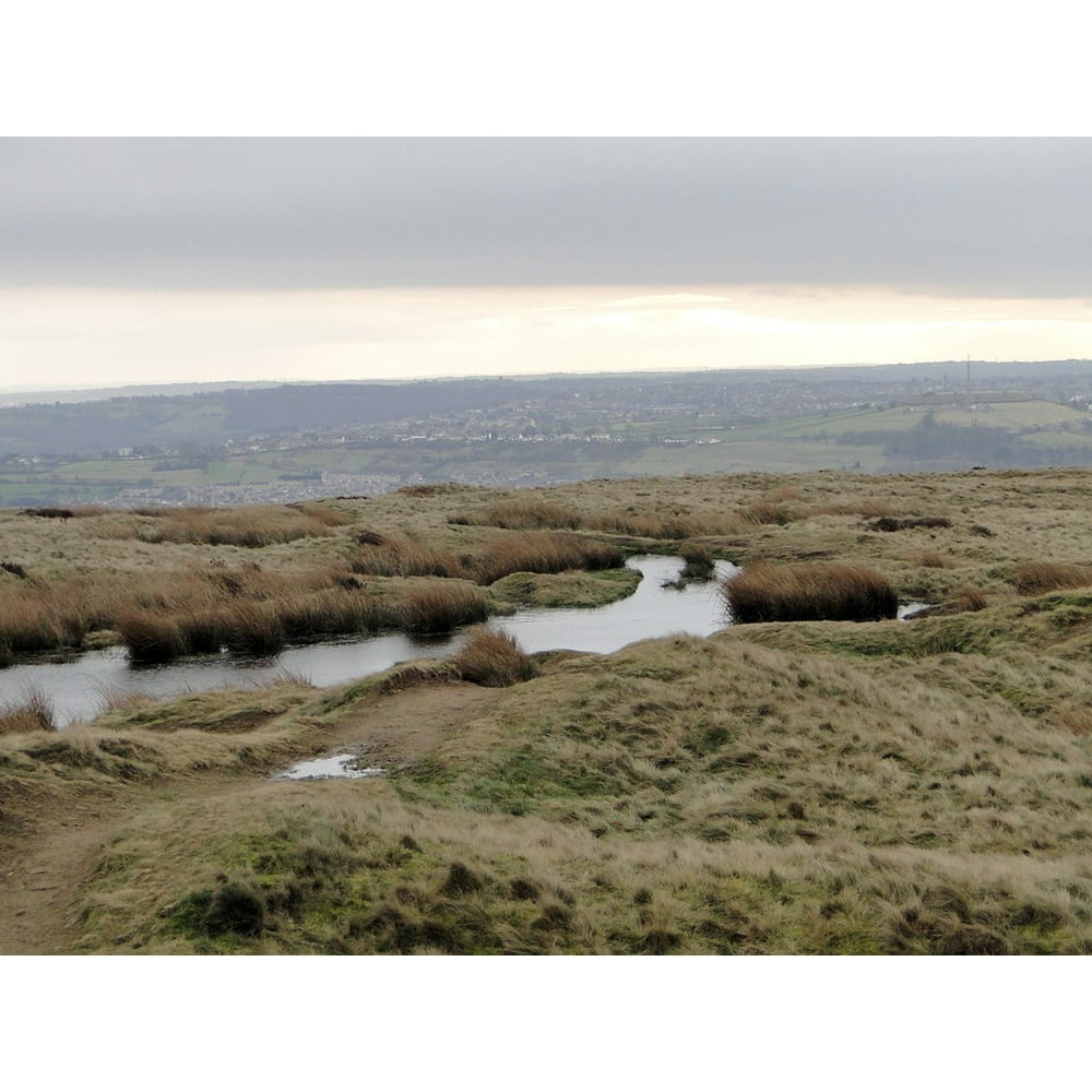 Moor Swamp Swampy Nature Reserve Nature Water20 Inch By 30 Inch