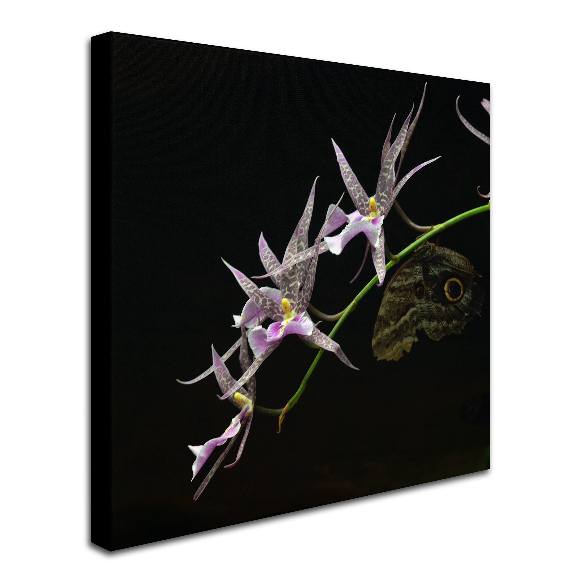 Trademark Fine Art "Spider Orchid and Owl Eye" Canvas Art by Kurt Shaffer