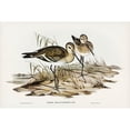 thumbnail image 2 of Gould, John 14x11 Black Modern Framed Museum Art Print Titled - Black-tailed Godwit-Limosa Melanuroides, 2 of 4