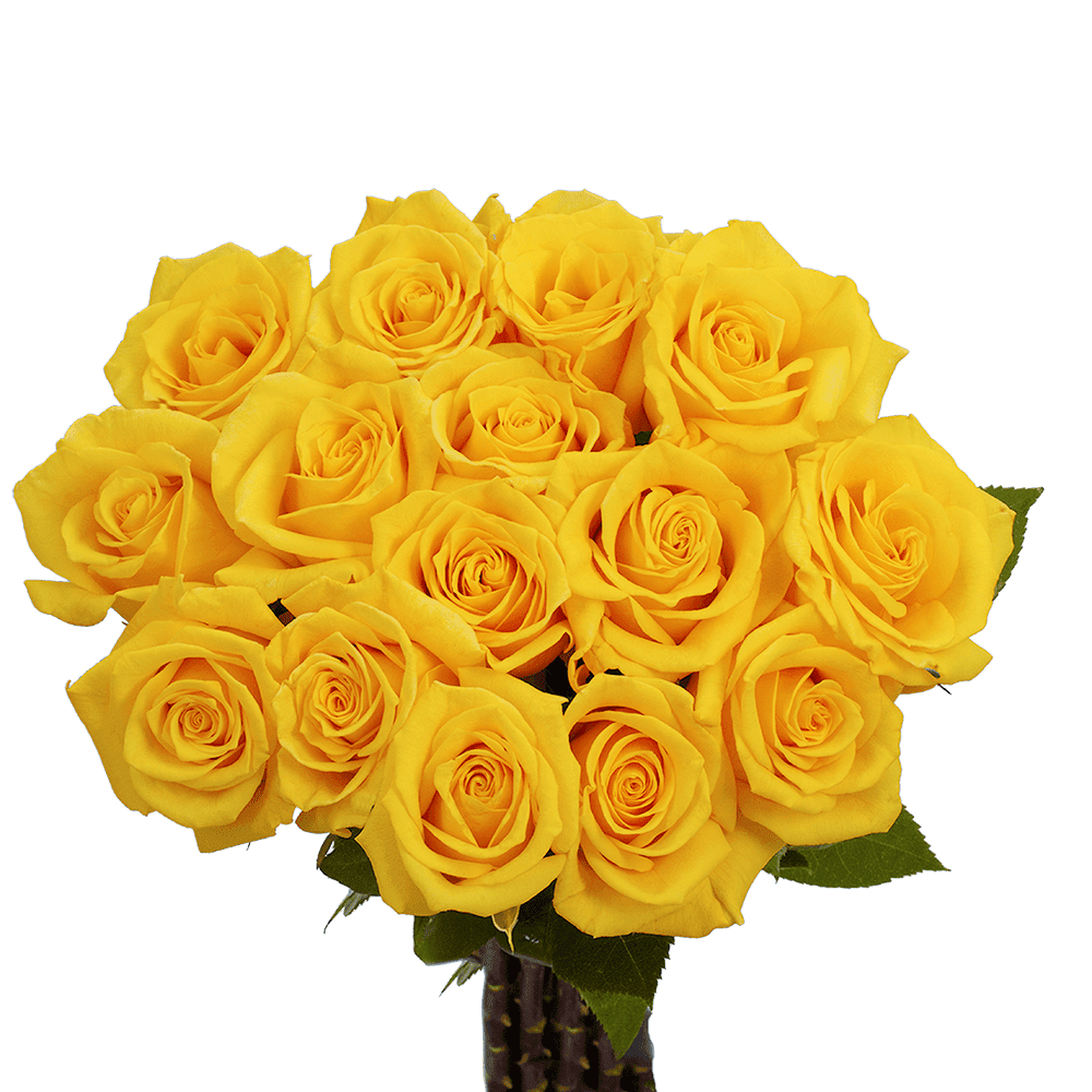 GlobalRose 50 Yellow Roses Fresh Flowers For Birthdays, Weddings or