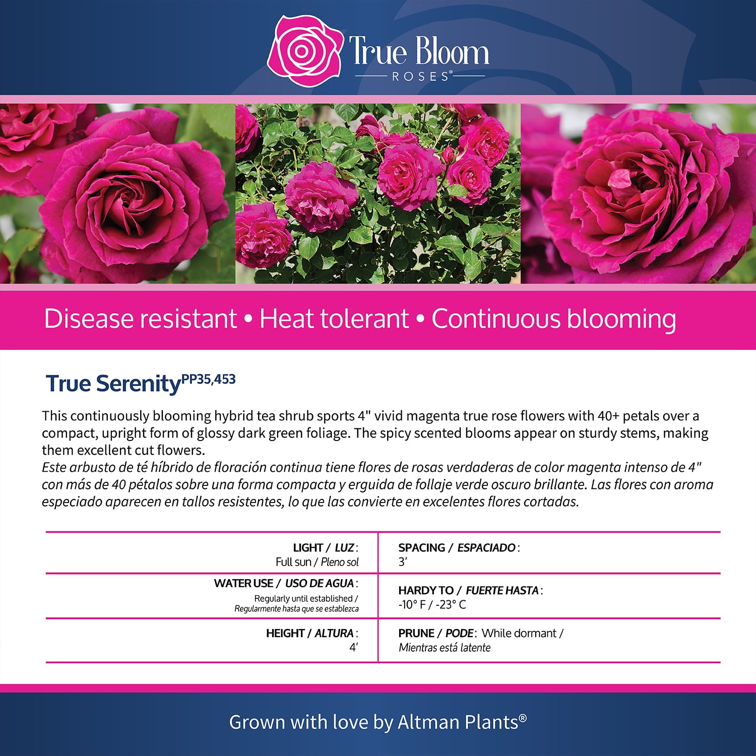 True Bloom 'True Serenity' PP28929 Deep Pink Rose Bush Roses, 8Qt. Pot, Full Sun, Live Plant