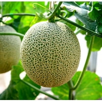 CZ Grain 100 Hales Best Cantaloupe Plant Seeds, Easy to Grow