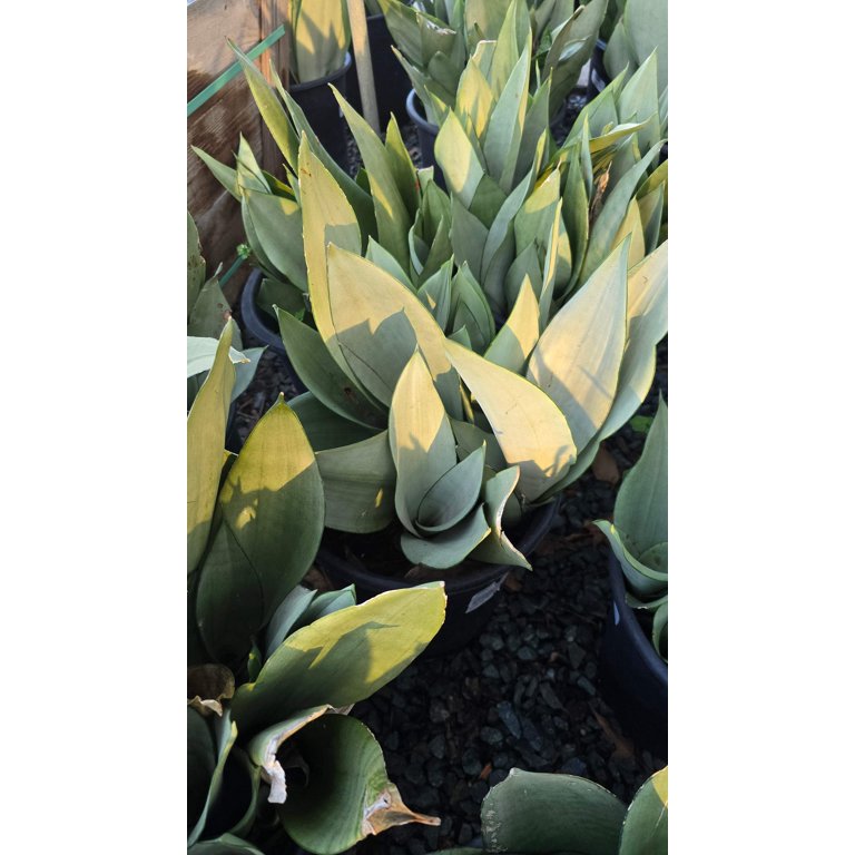 pickle plant succulent #57 Senecio Stapeliaeformis Pickle Plant 2"