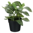 thumbnail image 2 of Plantas en maceta de plástico artificiales para interiores y exteriores, decoración de Fittonia falsa de escritorio, 2 of 5