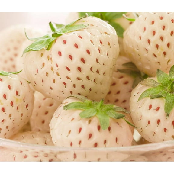 100 White Strawberry Seeds for Planting - Pineberry Fruit Seeds
