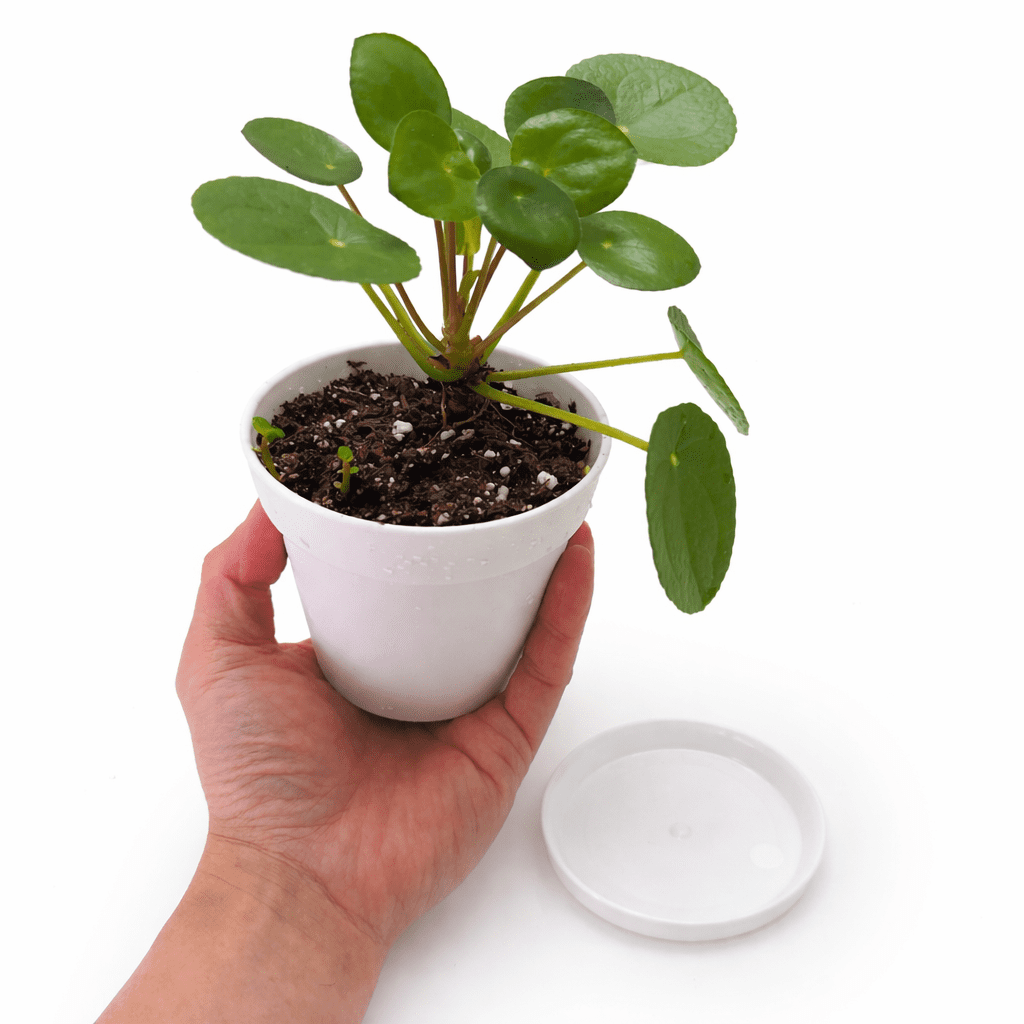 Chinese Money Plant (Pilea Peperomioides) Live Plant in 4” Modern White Decorative Pot with Saucer – Indoor Houseplant Decor