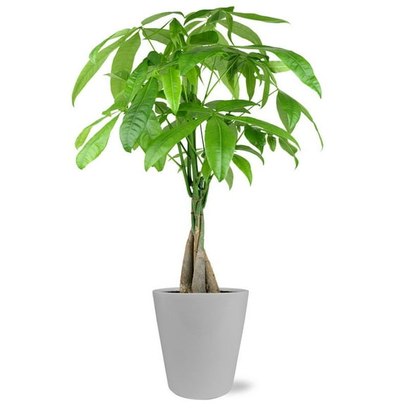 From You Flowers - Modern Money Tree for Birthday, Anniversary, Get Well, Congratulations, Thank You, All Occasions