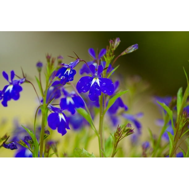 Salvia Blue Flowers Drops Of Water Flowers Inch By 30 Inch Laminated Poster With Bright Colors And Vivid Imagery Fits Perfectly In Many Attractive Frames Walmart Com Walmart Com