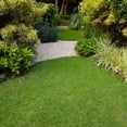 thumbnail image 2 of 1000 Zoysia Grass Seed for Lawn, Thick Green Grass for Home Yard, 2 of 5