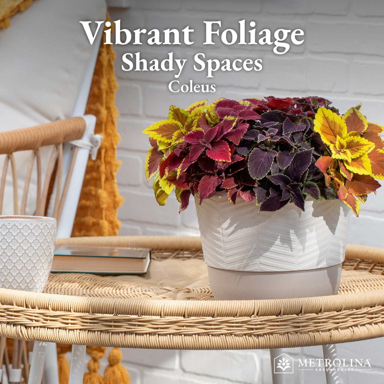 Expert Gardener 4-Pack Multicolor Coleus Live Annual Plant Shade
