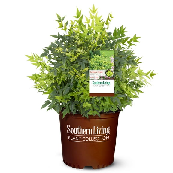 Southern Living Lemon Lime Nandina Live Shrub in 1-Gallon Grower Pot