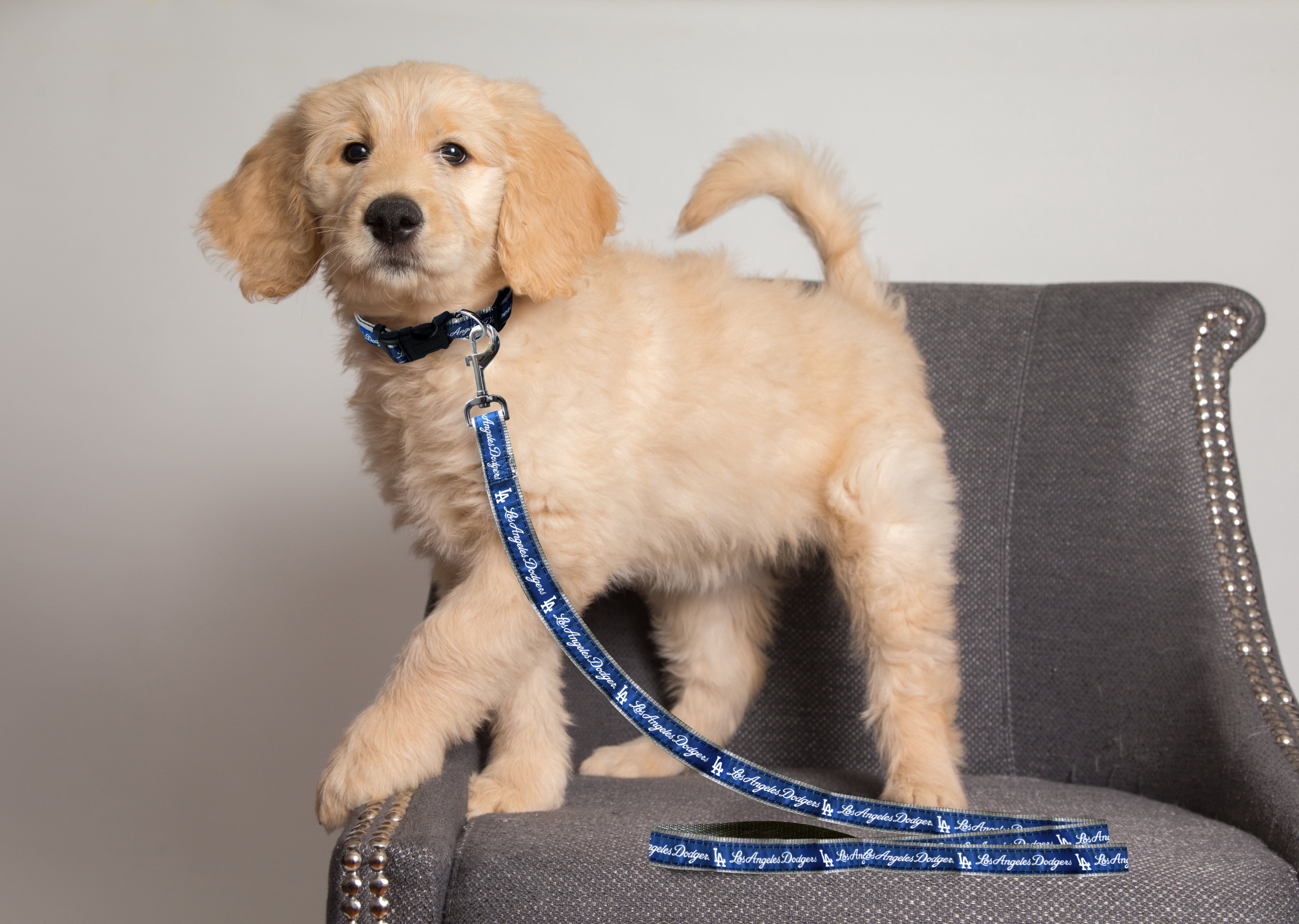 Pets First Los Angeles Dodgers Cats and Dogs Durable Pet Leash, Small