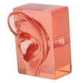 thumbnail image 1 of Modelo de oreja derecha, acrílico rojo transparente, resistente, impermeable, de alta simulación., 1 of 14
