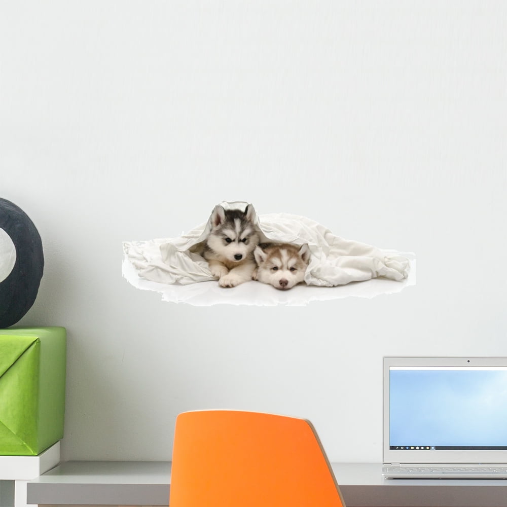 3D Hat Puppy WC502 Wall Murals
