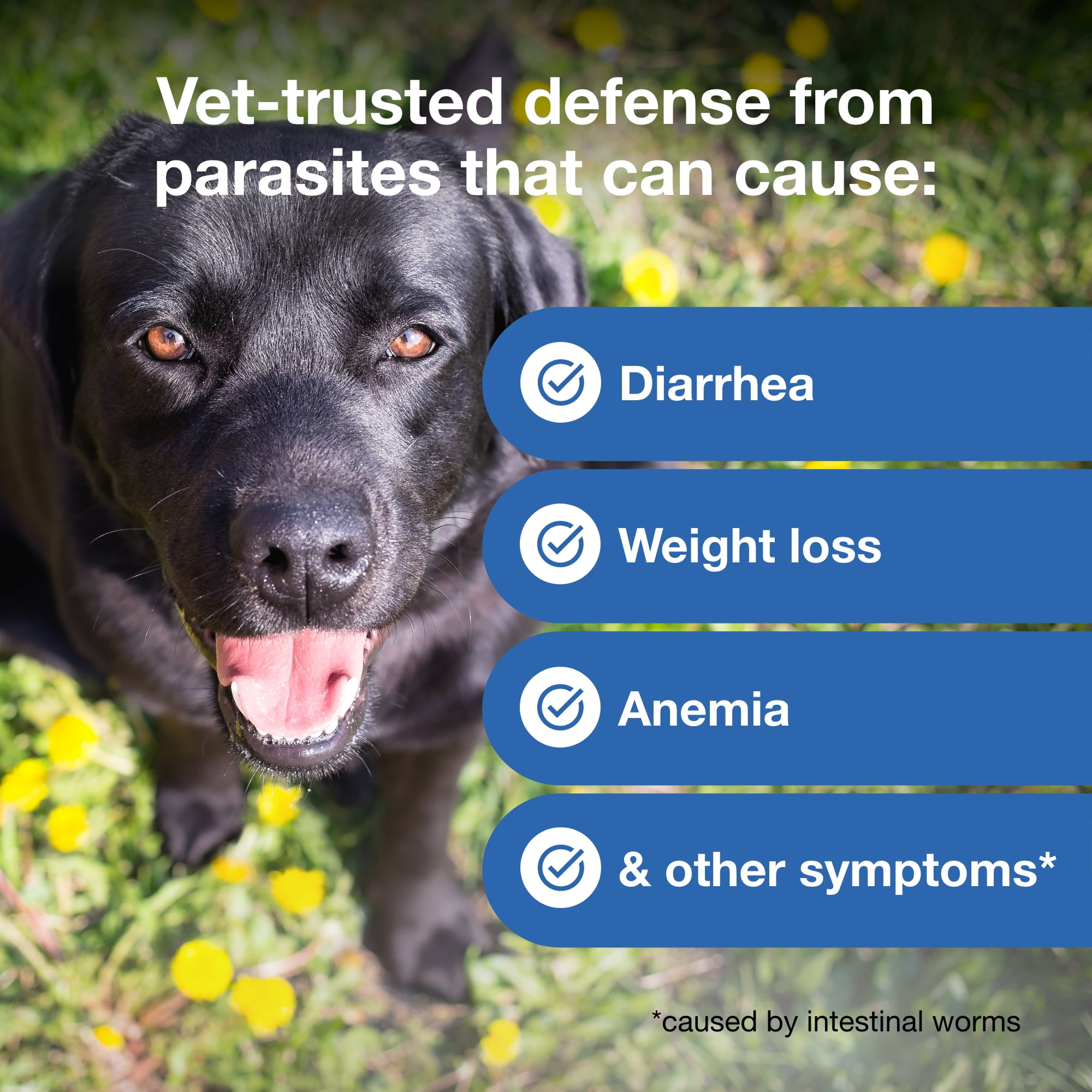 Interceptor Plus Prevention for Heartworm + 4 Other Worms for Dogs 8.1-25 lbs. 6 Chews, 6-Month Supply
