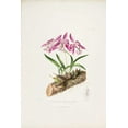 thumbnail image 2 of Withers, Augusta 17x24 Gold Ornate Wood Framed with Double Matting Museum Art Print Titled - Orchid, Laelia Majalis, 2 of 4