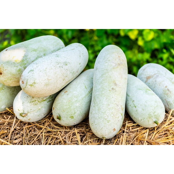20 Seeds WAX GOURD Winter Melon White Ash Benincasa Hispida Vegetable Seeds