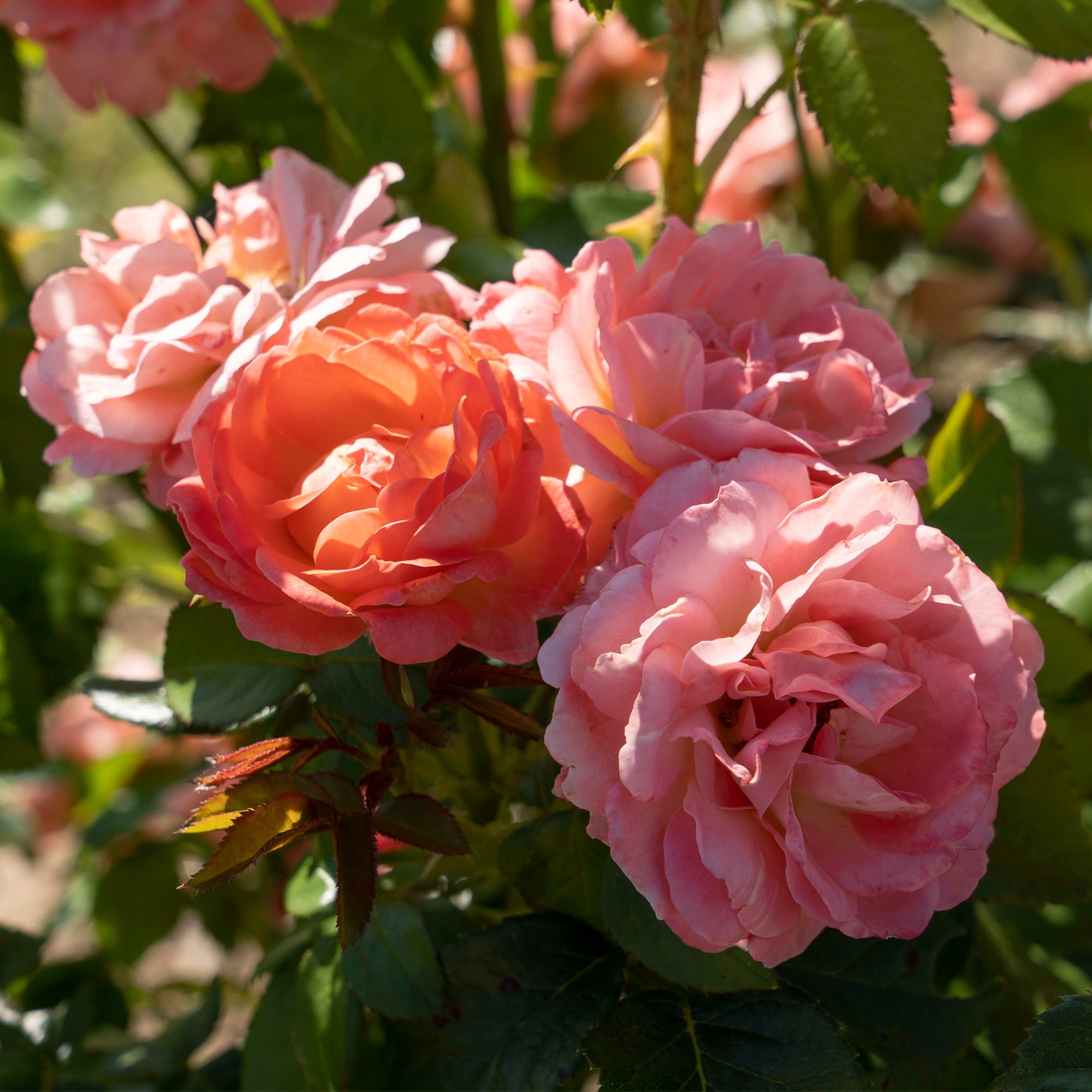 The Knock Out® Family of Roses 'The Orange Glow Knock Out® Rose' Live Shrub in 2-Gallon Grower Pot