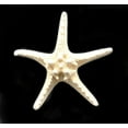 thumbnail image 2 of 3 X-Large Knobby White Starfish 6"+ Beach Cottage Wedding Decor Nautical Crafts, 2 of 4
