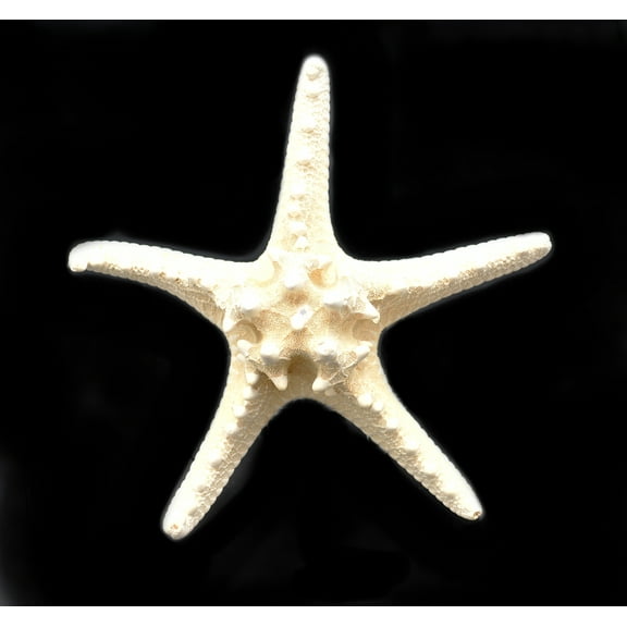 X-Large Knobby White Starfish 6" Beach Cottage Wedding Decor Nautical Crafts