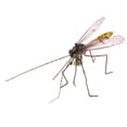 thumbnail image 1 of Fly Fishing Flies Flies Fish Hook s Artificial Coloful, 1 of 8