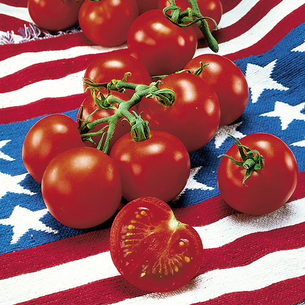 Fourth of July Tomato 4 Plants - Ripens in 44 days -Earliest Tomato in the World - Walmart.com