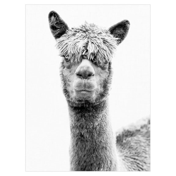 Jalisa by Bill Philip Llama Photo Canvas Art