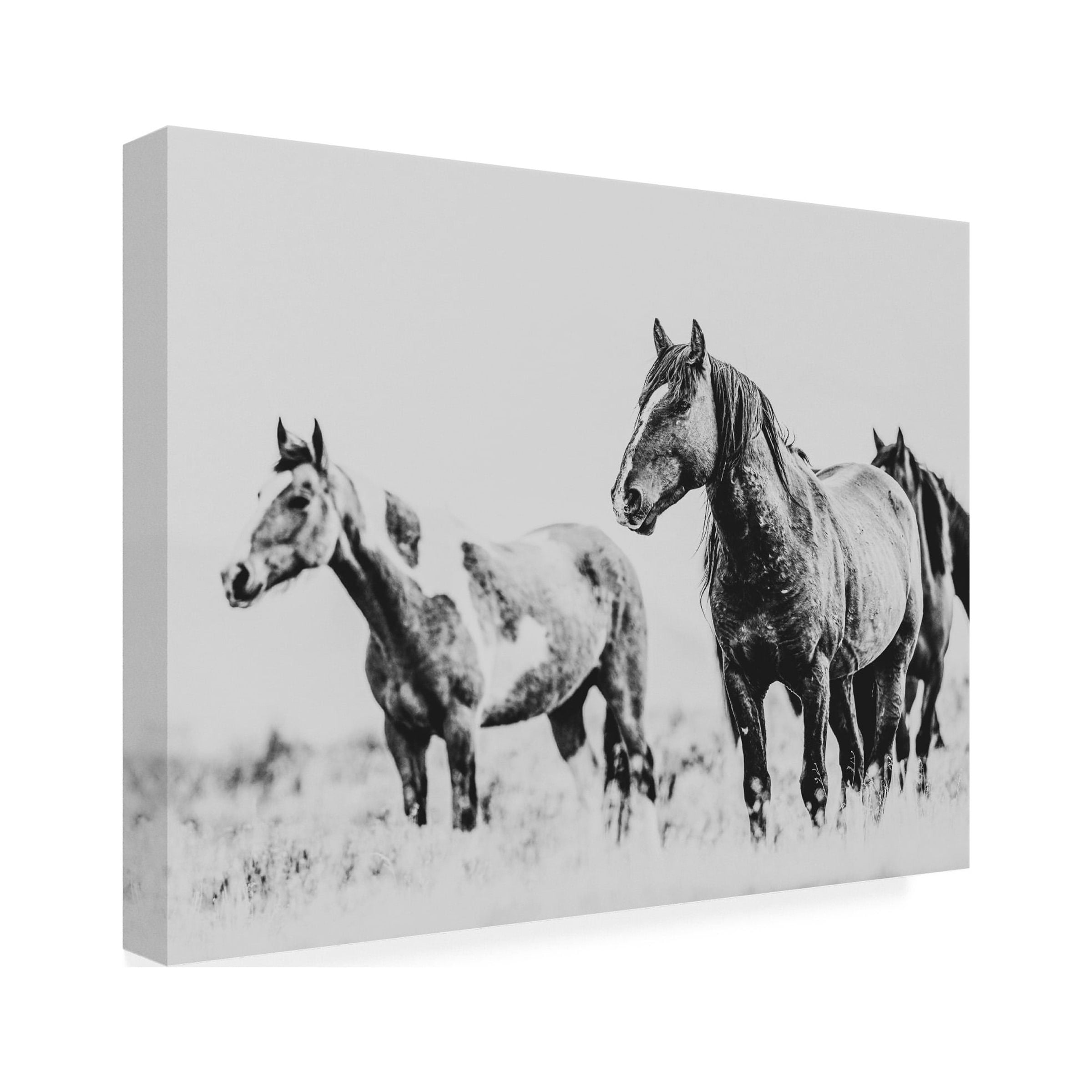 LightBoxJournal 'Wild Horses of the Great Basin 04' Canvas Art