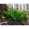 thumbnail image 4 of SHIQI-Ramsons Wild Garlic Seeds Herbs Perennial Plant for Planting Non GMO 10 Seeds, 4 of 4
