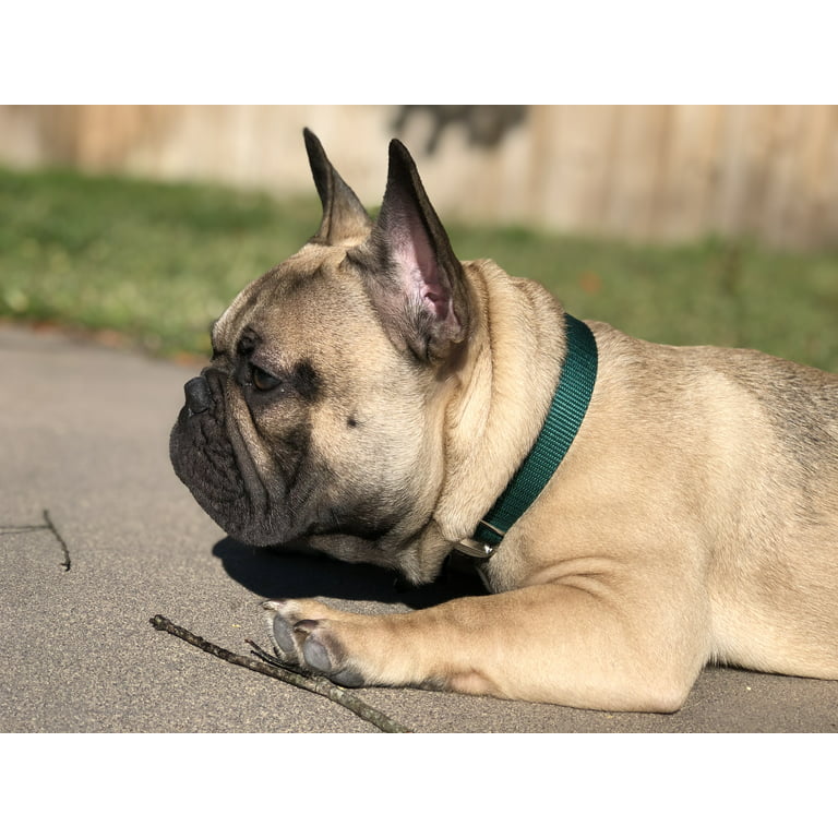 Dog Collar, Genuine Leather Dog Collar, Heavy Duty Dog Collar, Wide Dog  Collar for Small Dog, Medium Dog, Large Dog and Extra Large Dog (L: 1.2  Wide