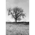 thumbnail image 3 of Blaustein, Alan 17x24 Black Modern Framed Museum Art Print Titled - Coastal Oak Series No. 30, 3 of 5