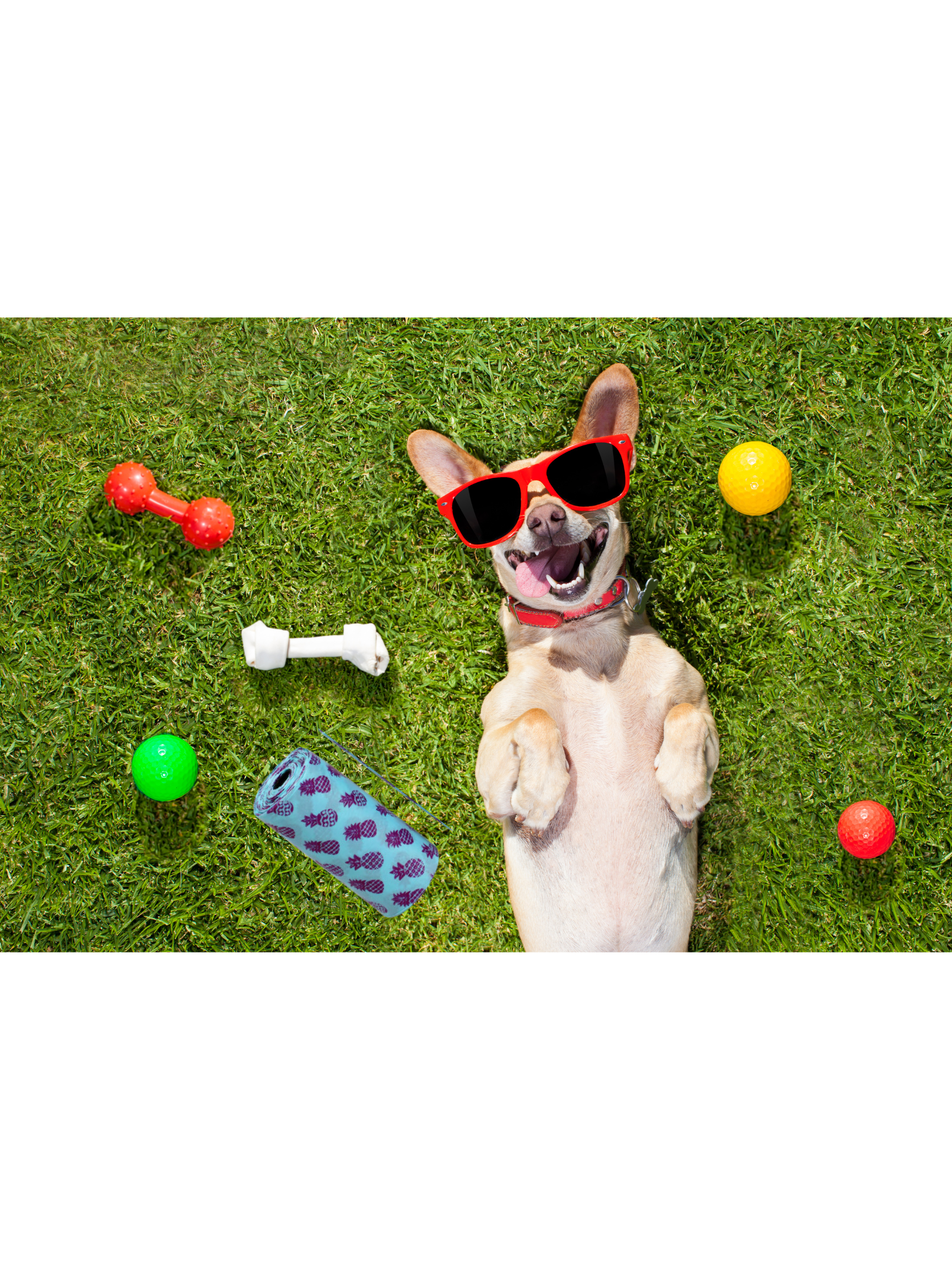 Kennel Club Colorful Dog Waste Bags - Assorted Designs, Easy to Carry, 4-Roll 2 Pack Convenient Quick Pick Up